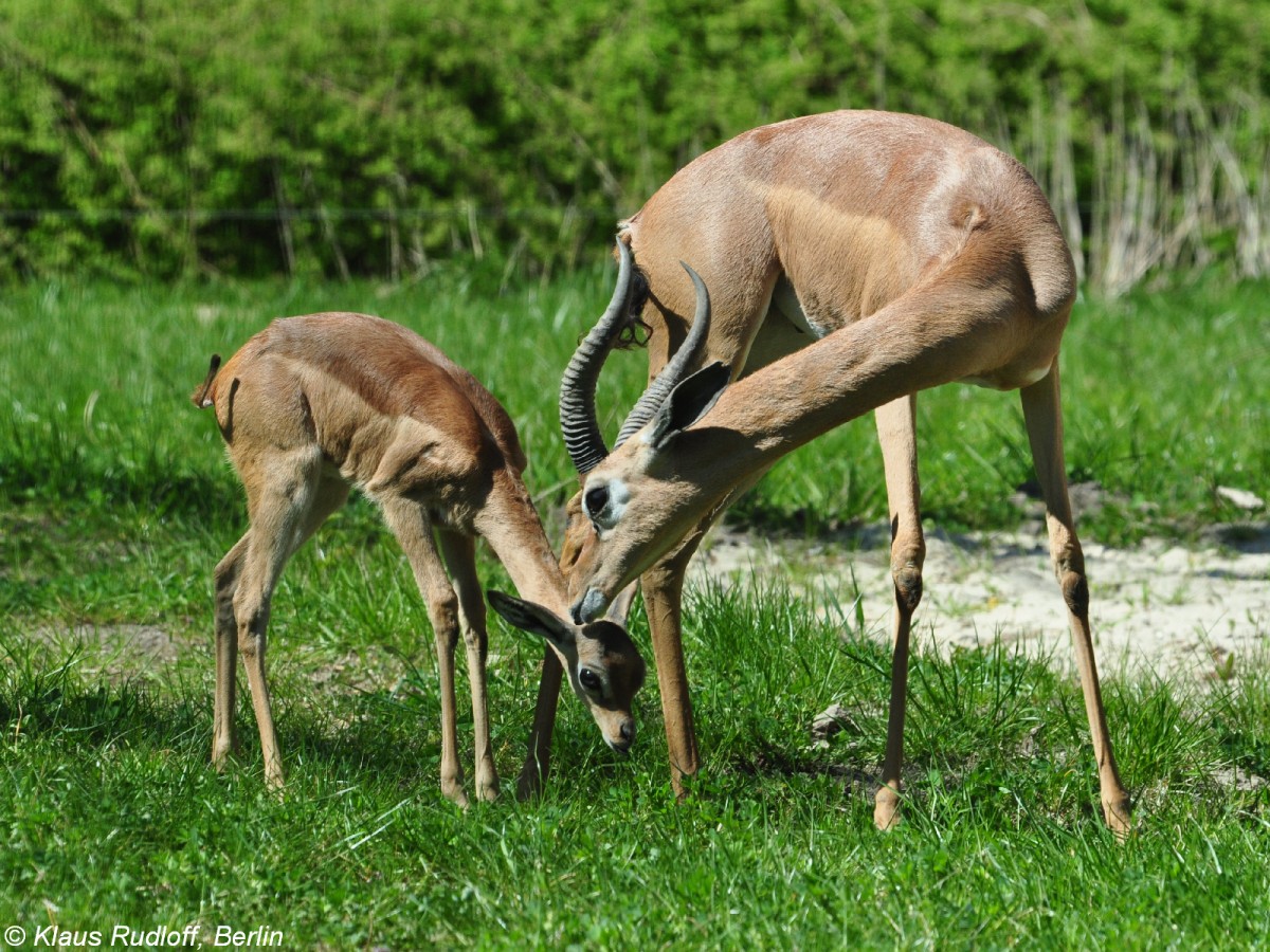 Sdliche Giraffengazelle (Litocranius walleri alleri). Mnnchen und Jungtier im Tierpark Berlin