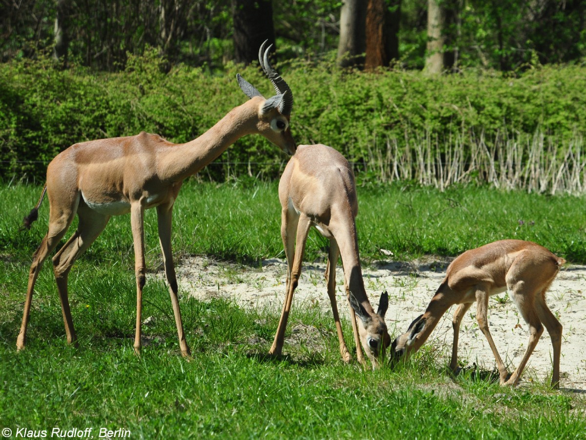 Südliche Giraffengazelle (Litocranius walleri alleri). Familie im Tierpark Berlin