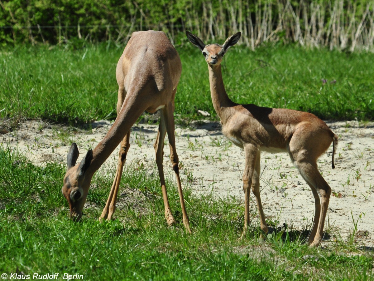 Südliche Giraffengazelle (Litocranius walleri alleri). Weibchen und Jungtier im Tierpark Berlin