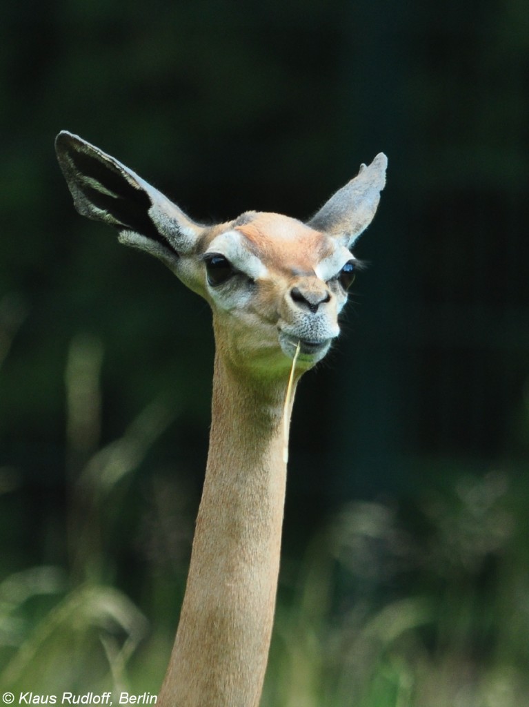 Sdliche Giraffengazelle (Litocranius walleri walleri). Weibchen im Tierpark Berlin.