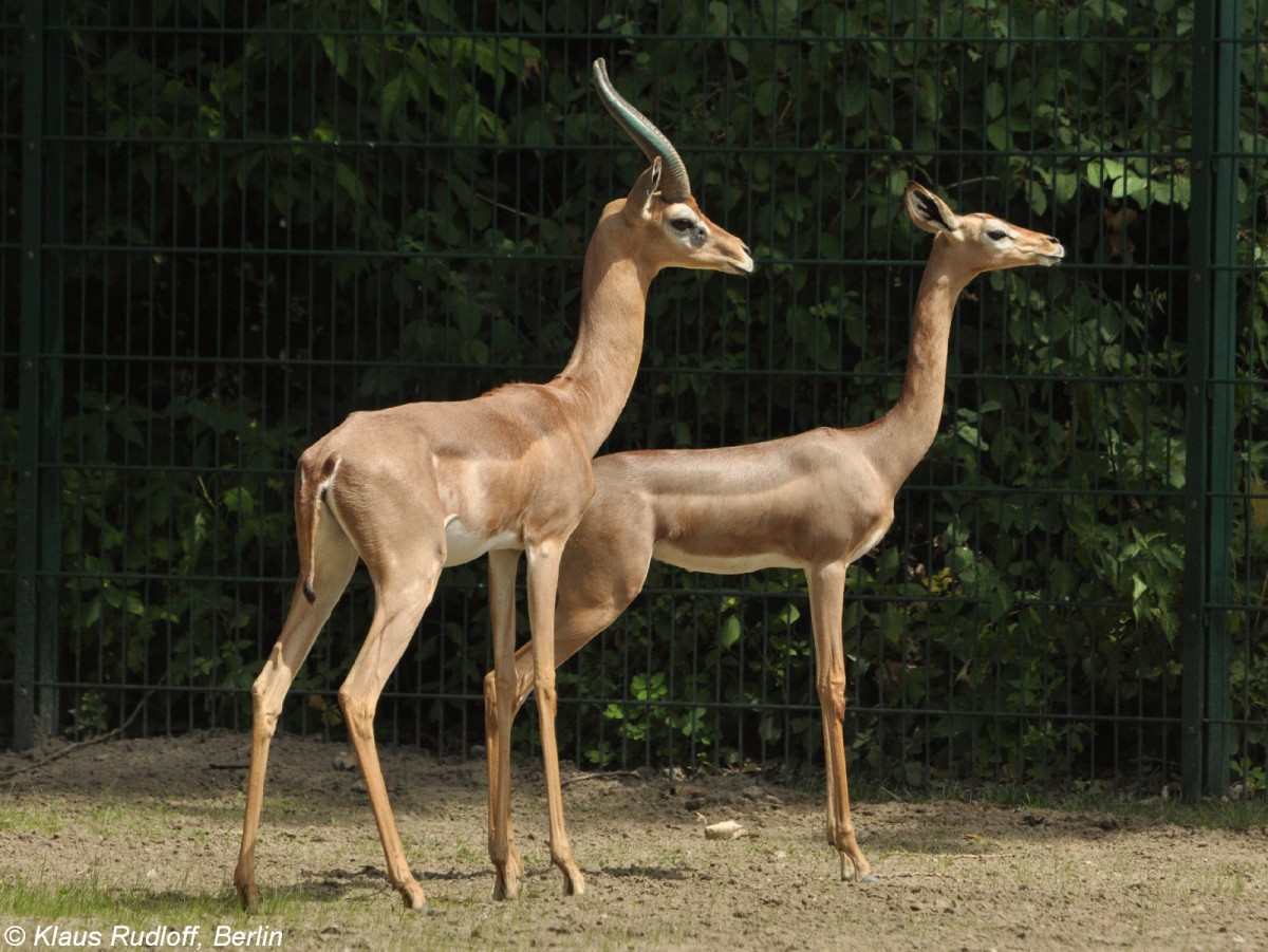 Südliche Giraffengazelle (Litocranius walleri walleri). Paar im Tierpark Berlin (2013).