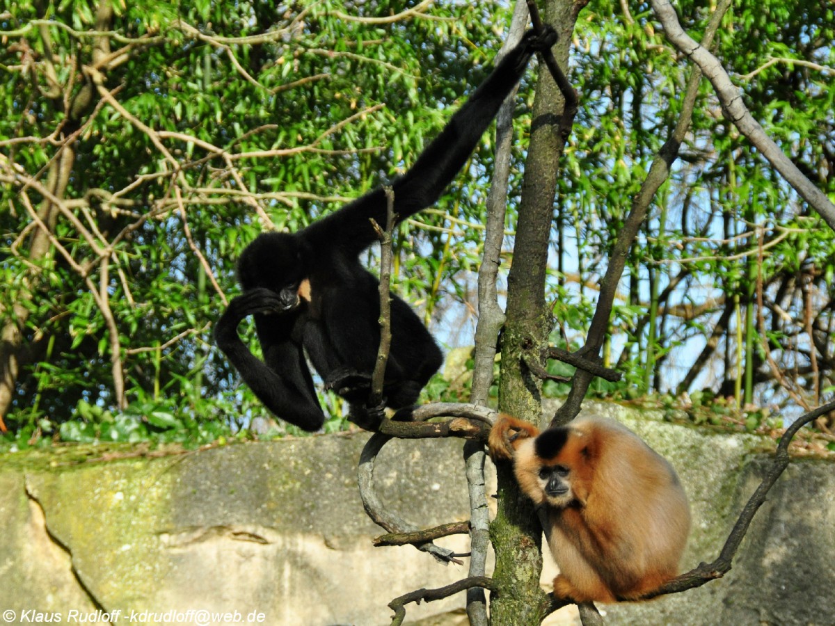 Sdlicher Gelbwangen-Schopfgibbon (Nomascus gabriellae). Paar im Zoologischen Garten Hannover.