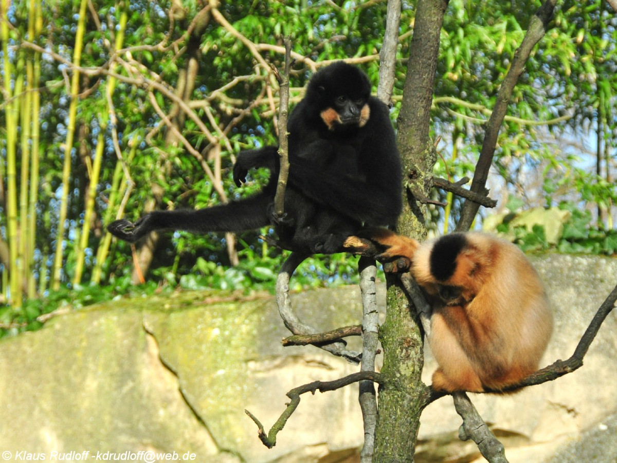 Sdlicher Gelbwangen-Schopfgibbon (Nomascus gabriellae). Paar im Zoologischen Garten Hannover.