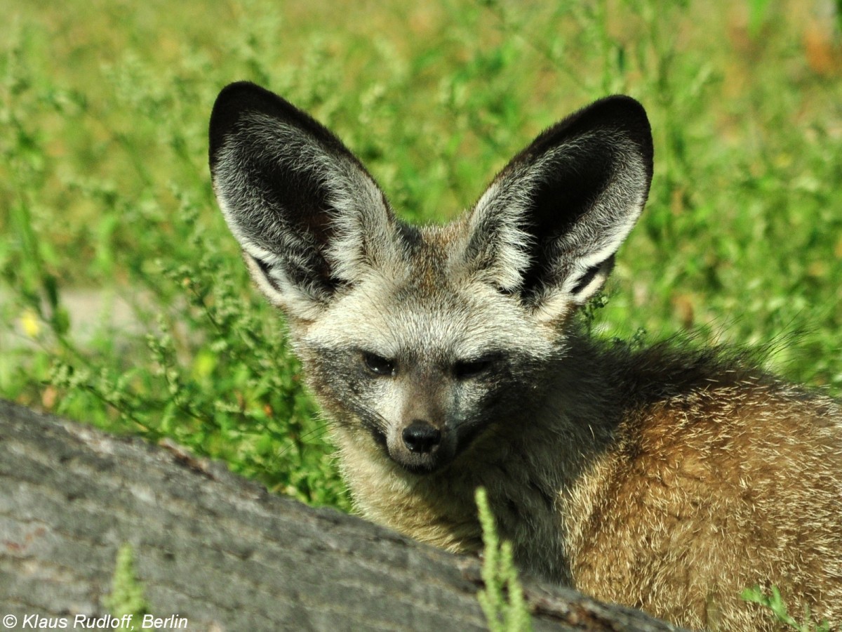 Sdlicher Lffelhund (Otocyon megalotis megalotis) im Tierpark Berlin (August 2015).