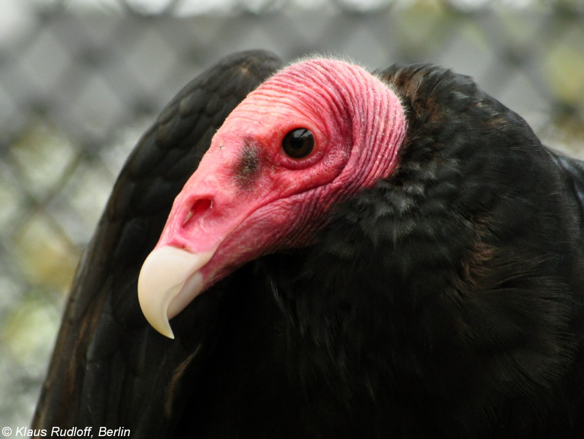 Sdlicher Truthahngeier (Cathartes aura ssp.)im Tierpark Berlin