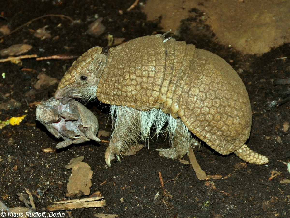 Sdliches Kugelgrteltier (Tolypeutes matacus). Weibchen mit Jungtier im Zoo und Botanischen Garten Pilsen (Plzen, Juni 2015). 