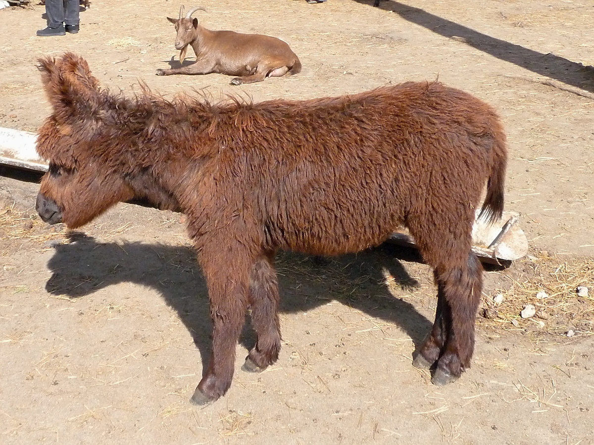 Ser Zwergesel im  Streichelzoo  des Serengetiparks, 9.9.15 