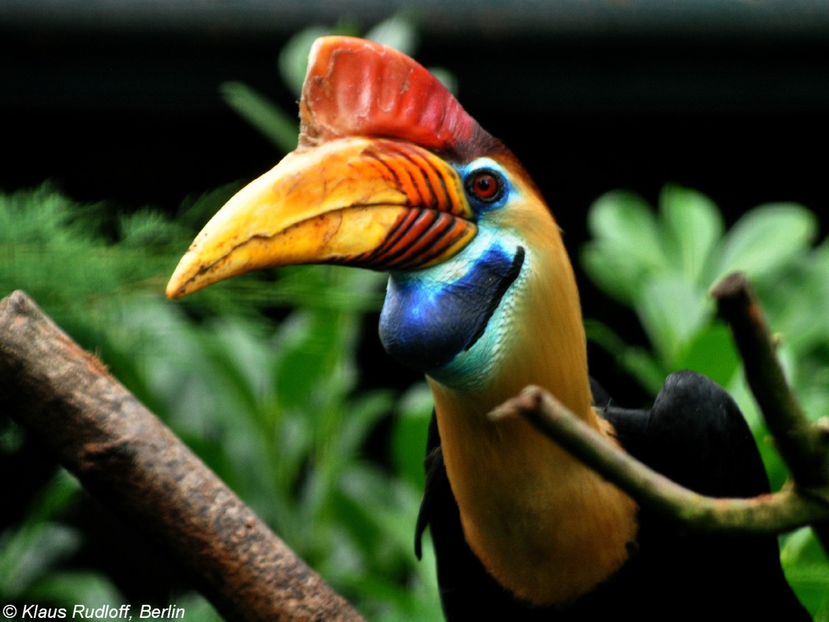 Sulawesi-Helmhornvogel-Mnnchen (Aceros cassidix) im Weltvogelpark Walsrode (Juli 2014).