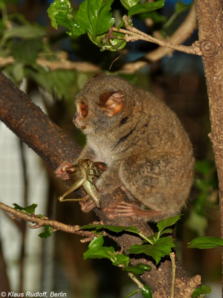 Sulawesi-Koboldmaki (Tarsius tarsier - Typ Manado) im Zoo Bitung nahe Manado - Nordost-Sulawesi (November 2013)