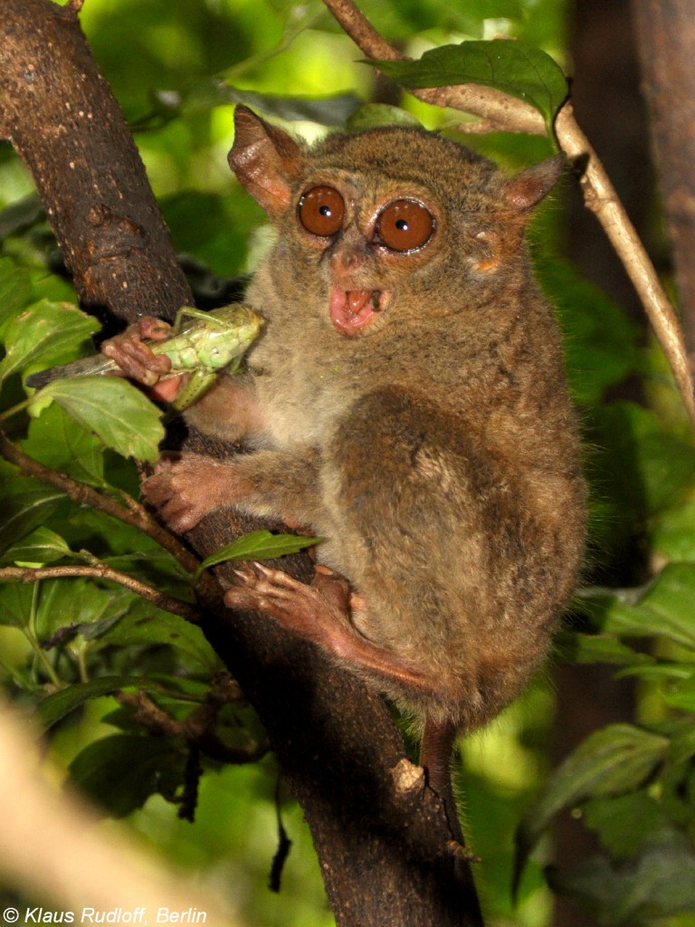 Sulawesi-Koboldmaki (Tarsius tarsier - Typ Manado) im Zoo Bitung nahe Manado - Nordost-Sulawesi (November 2013). 