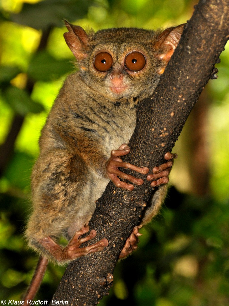 Sulawesi-Koboldmaki (Tarsius tarsier - Typ Manado) im Zoo Bitung nahe Manado - Nordost-Sulawesi (November 2013). 