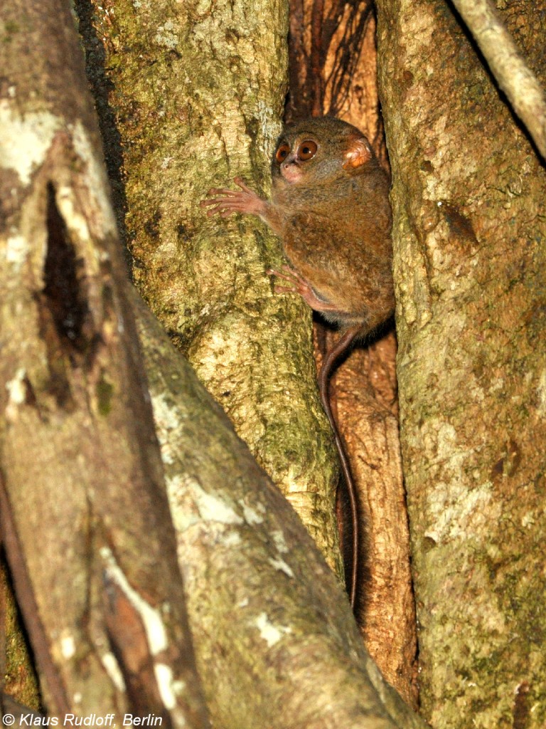 Sulawesi-Koboldmaki (Tarsius tarsier - Typ Manado) im Tangkoko Nationalpark nahe Manado - Nordost-Sulawesi (November 2013). 