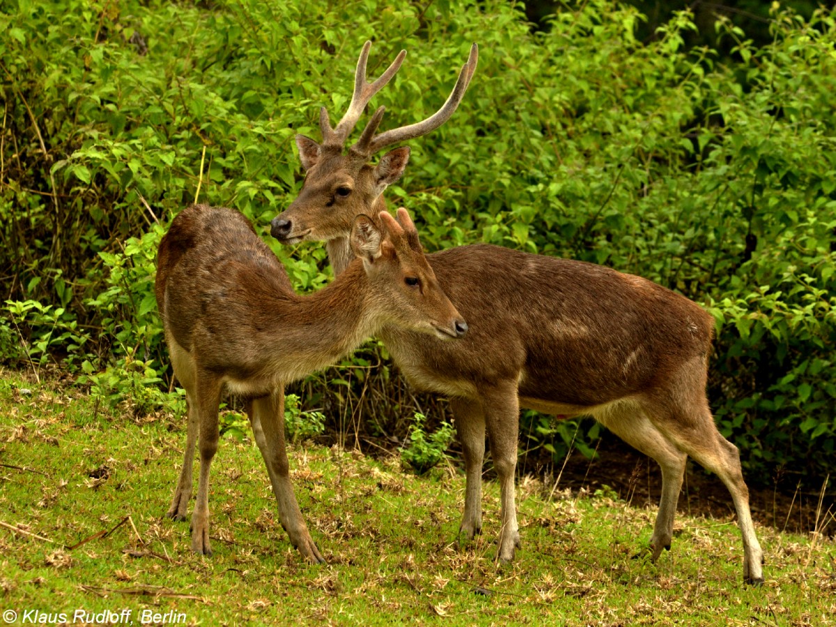 Sulawesi-Timorhirsch (Rusa timorensis macassaricus) im Tasikoki Wildlife Rescue Center - nahe Manado (Nordost-Sulawesi, November 2013).