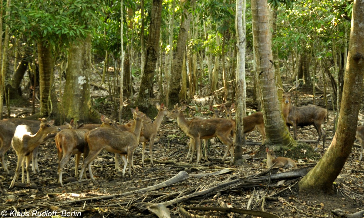 Sulawesi-Timorhirsch (Rusa timorensis macassaricus) im Tasikoki Wildlife Rescue Center - nahe Manado (Nordost-Sulawesi, November 2013).