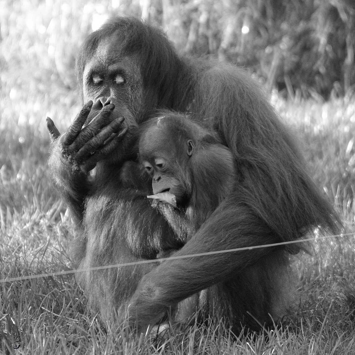 Sumatra-Orang-Utans im Zoo Dortmund. (November 2009)