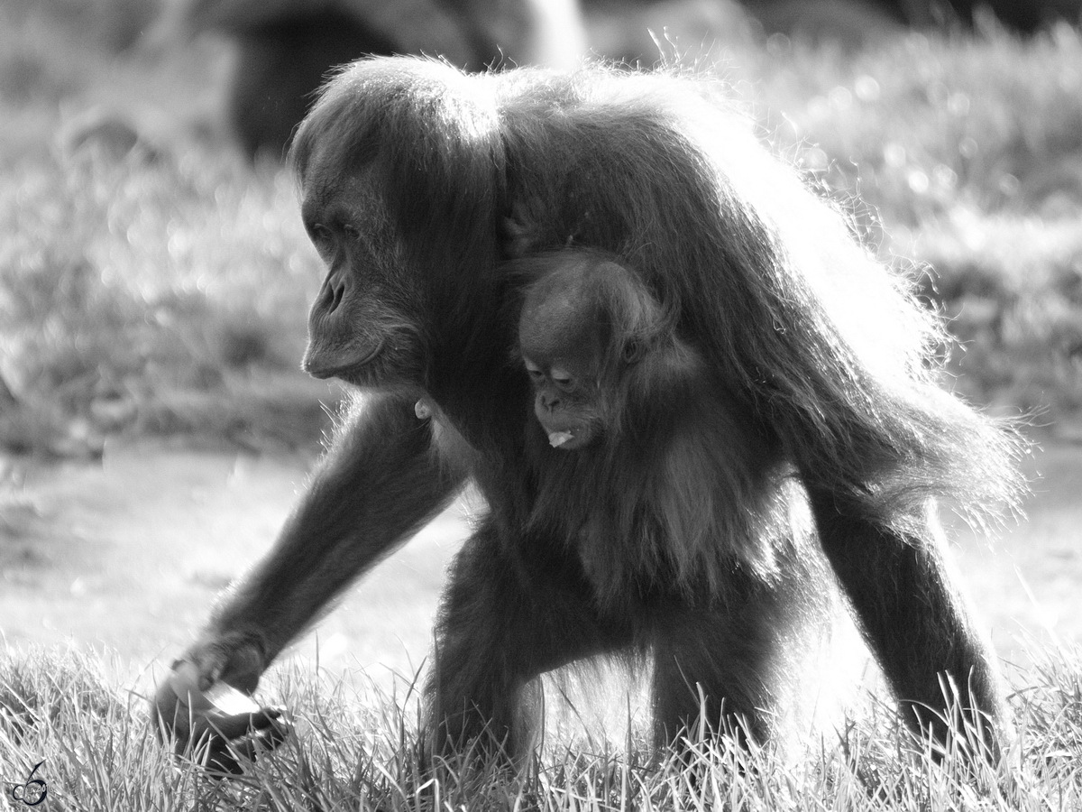 Sumatra-Orang-Utans im Zoo Dortmund. (November 2009)
