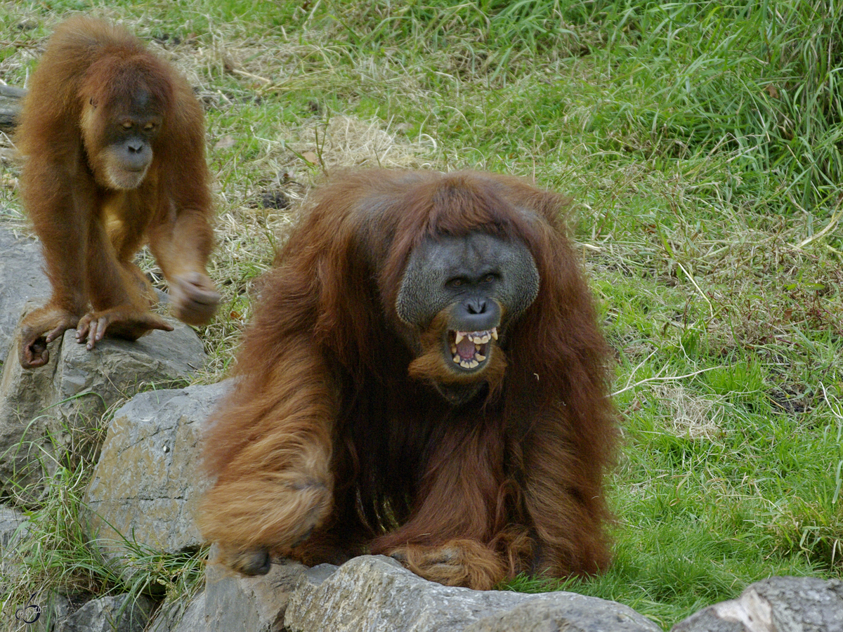 Sumatra-Orang-Utans im Zoo Dortmund. (Oktober 2008)