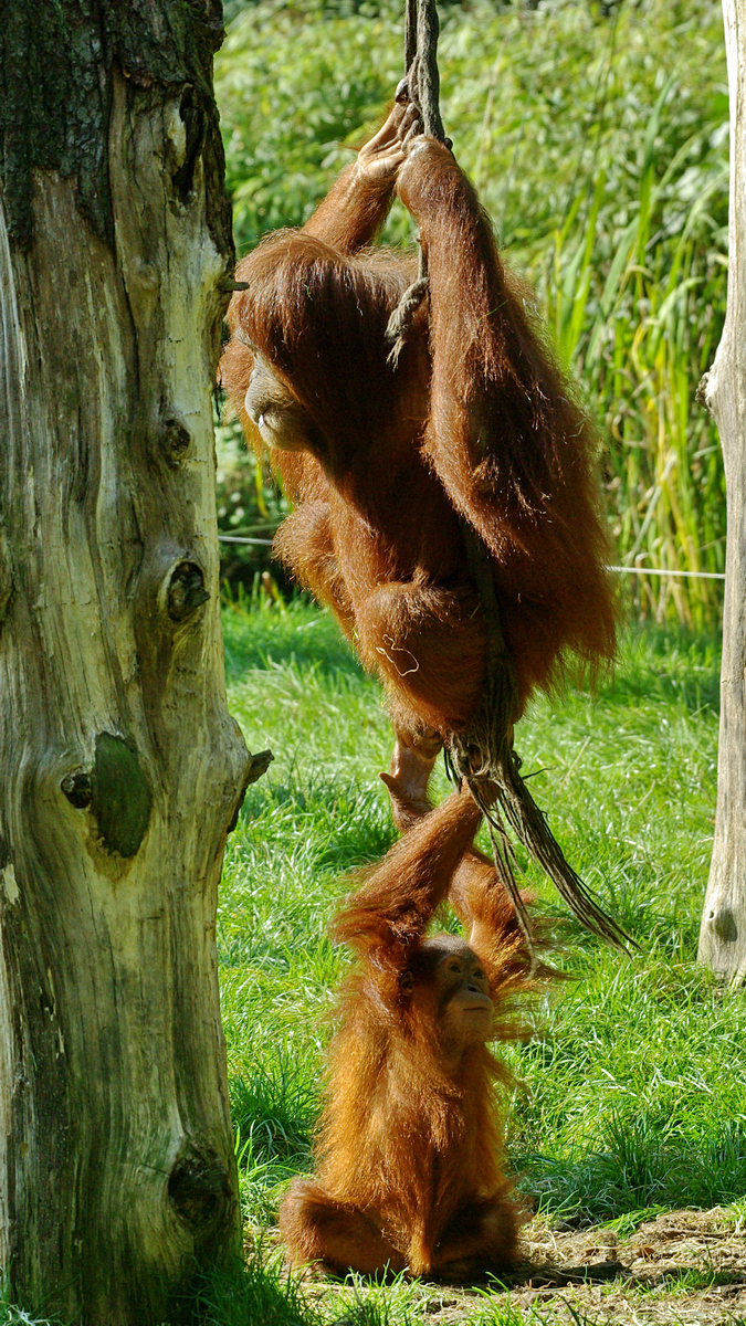Sumatra-Orang-Utans im Zoo Dortmund. (September 2008)