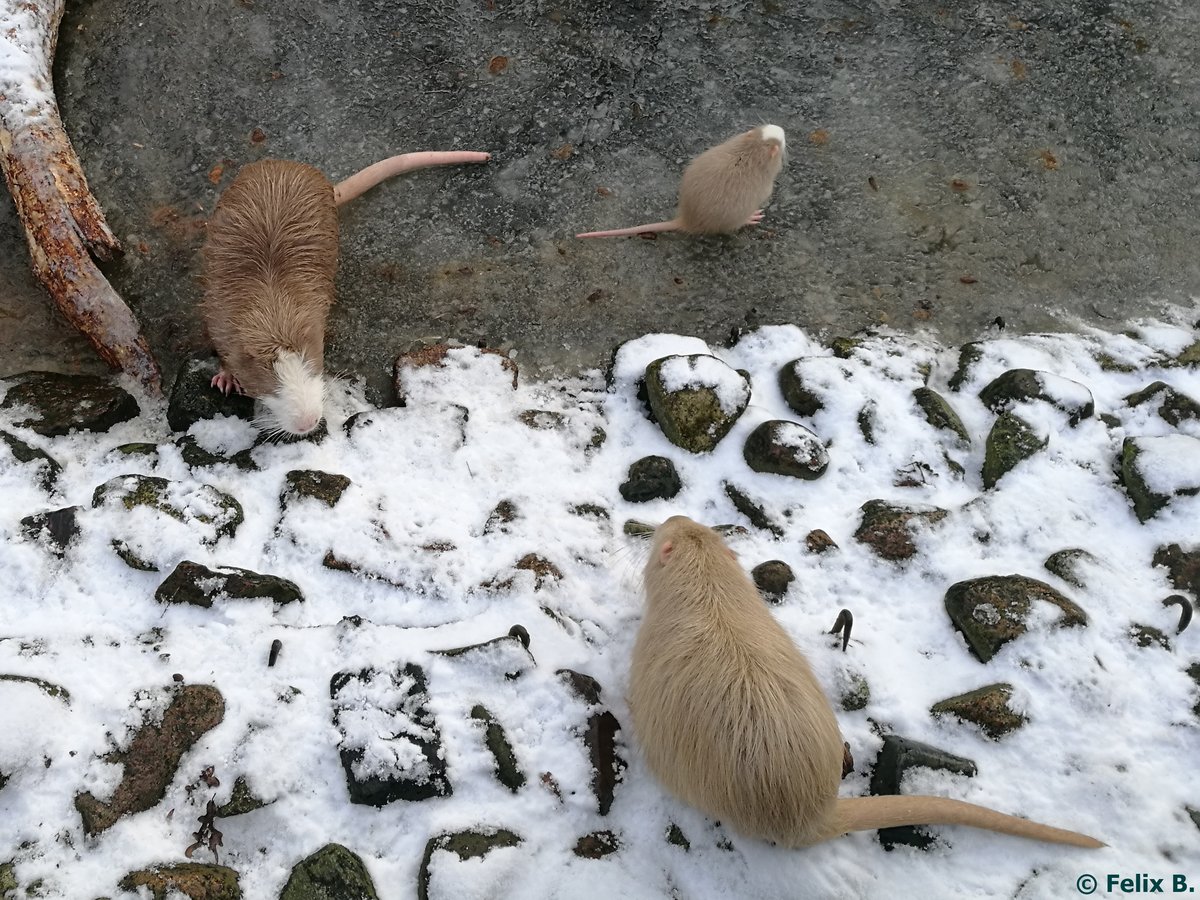 Sumpfbiber im Tierpark Greifswald am 08.01.2017