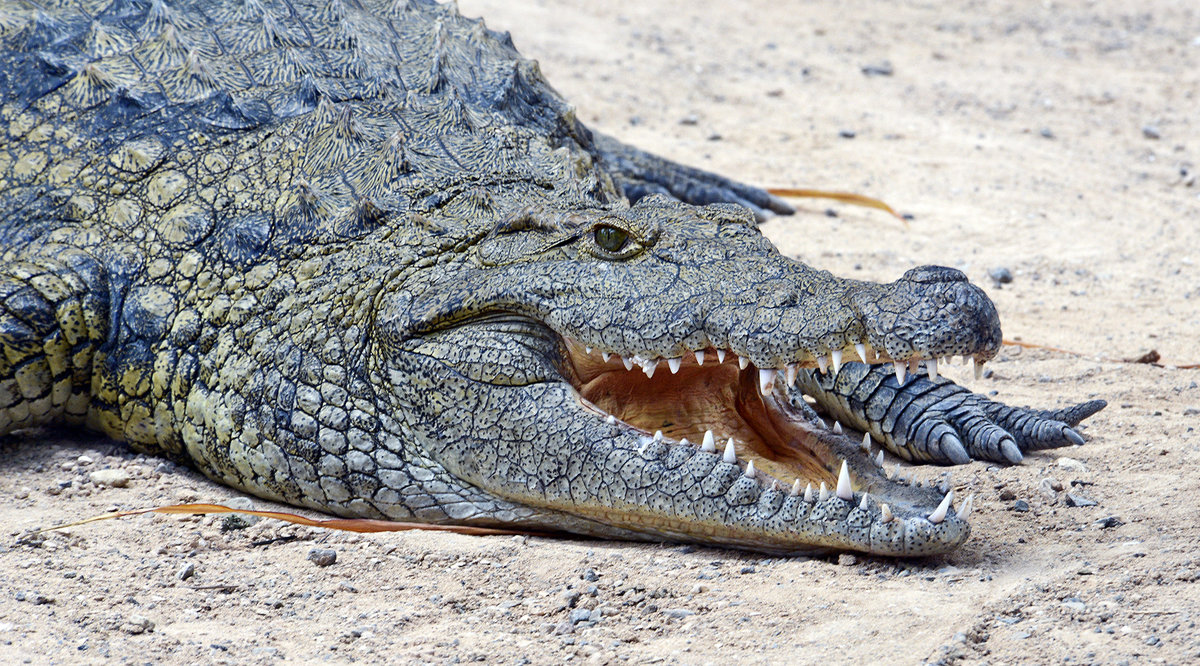 Sumpfkrokodil im Oasis Park auf der Insel Fuerteventura in Spanien. Aufnahme: 20. Oktober 2017.