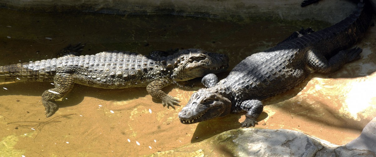 Sumpfkrokodille (Crocodylus palustris) in Los Palmitos, Gran Canria, Spanien.

Aufnahmedatum: 17. Oktober 2009