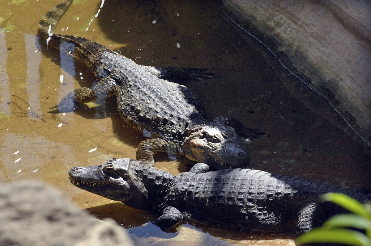 Sumpfkrokodille (Crocodylus palustris) in Los Palmitos, Gran Canria, Spanien.

Aufnahmedatum: 17. Oktober 2009