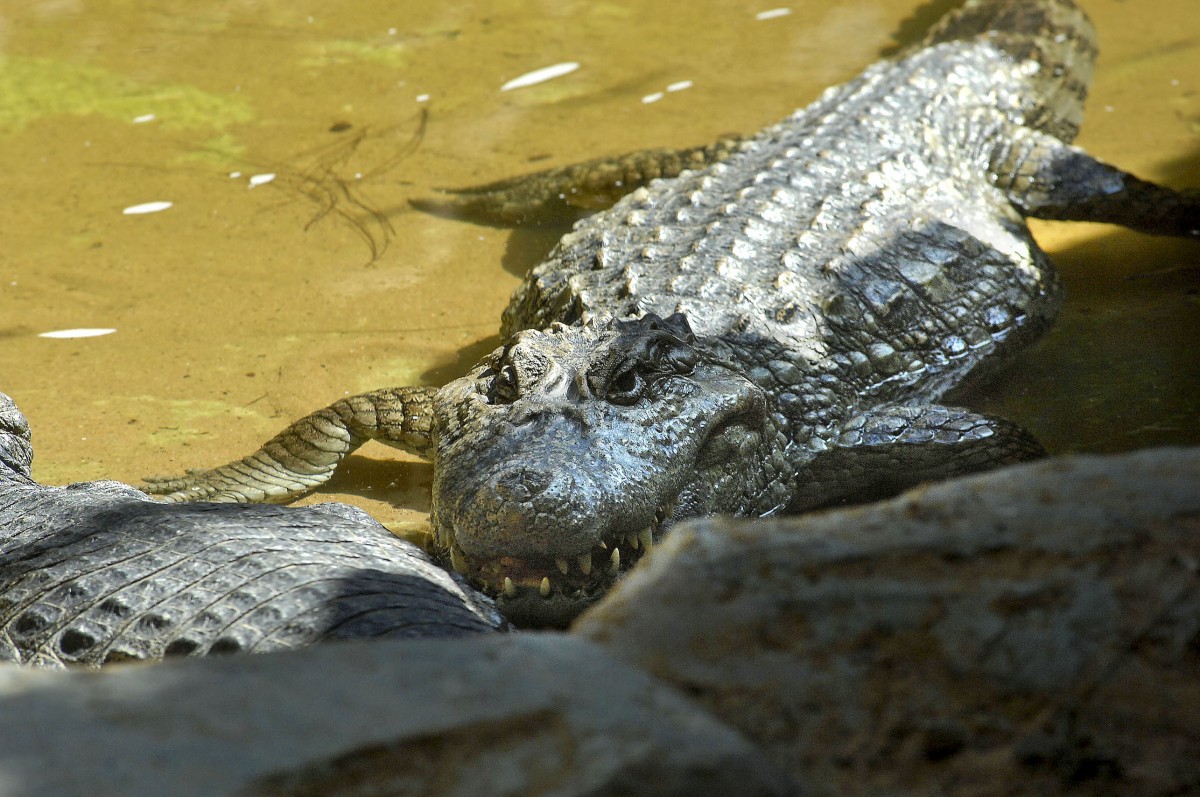 Sumpfkrokodille (Crocodylus palustris) in Los Palmitos, Gran Canria, Spanien.

Aufnahmedatum: 17. Oktober 2009