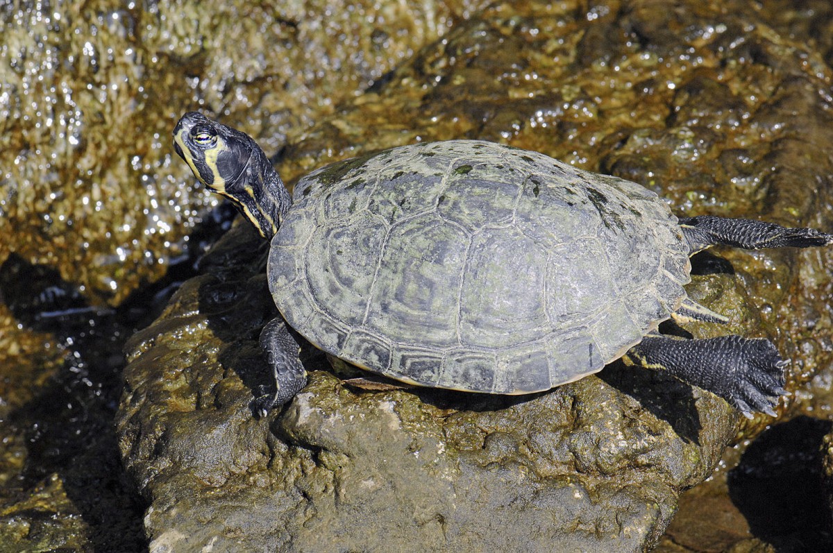 Sumpfschildkrten (Emydidae) in Giardini-Naxos, Sizilien.

Aufnahmedatum: 1. August 2013.