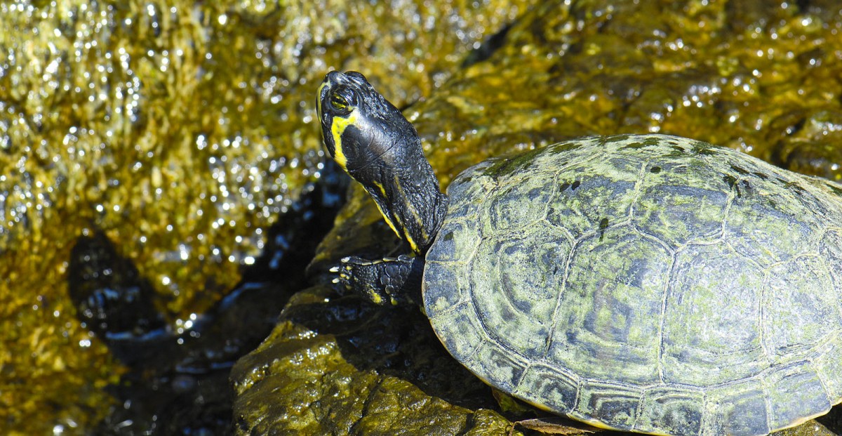 Sumpfschildkrten (Emydidae) in Giardini-Naxos, Sizilien.

Aufnahmedatum: 1. August 2013.