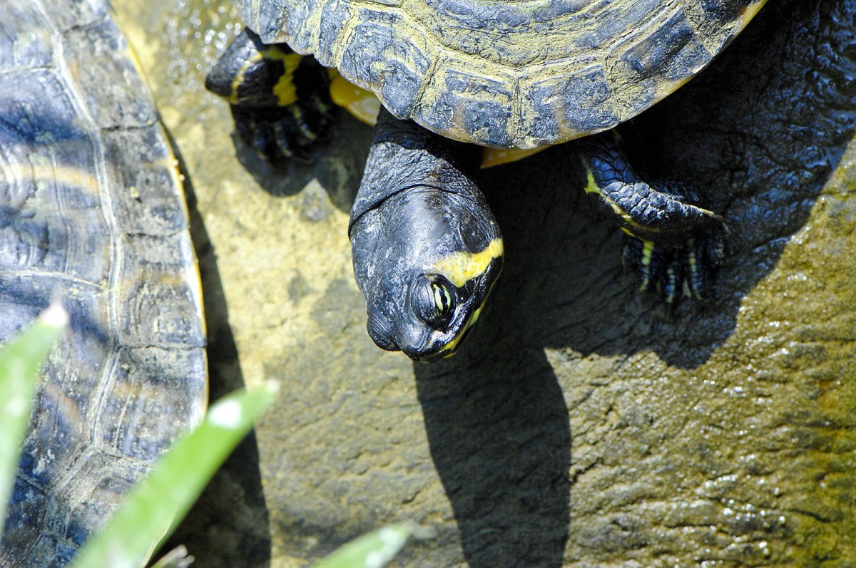 Sumpfschildkrten (Emydidae) in Giardini-Naxos, Sizilien.

Aufnahmedatum: 1. August 2013.