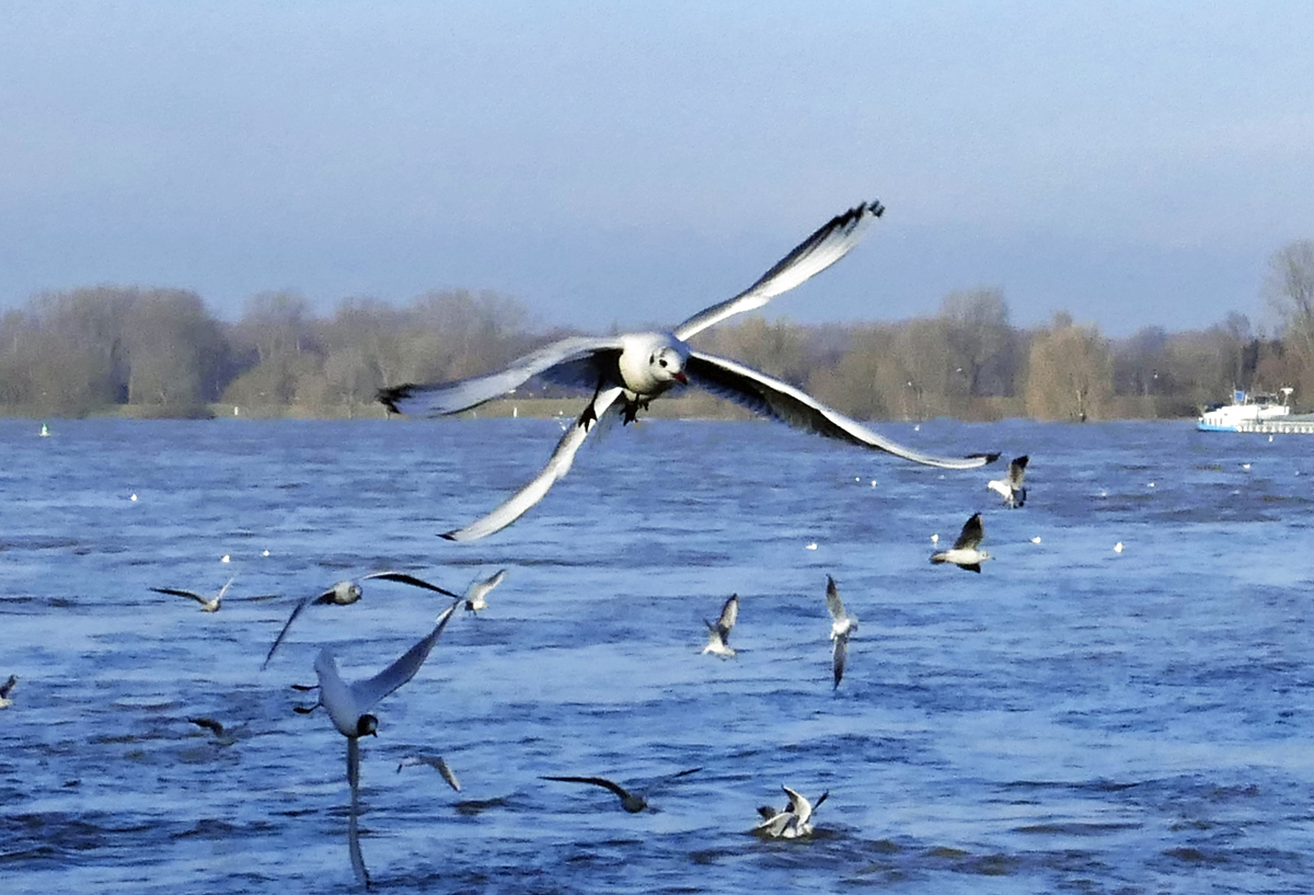  Supermwe  mit 4 Flgeln ber`m Rhein in Bonn - 27.01.2018