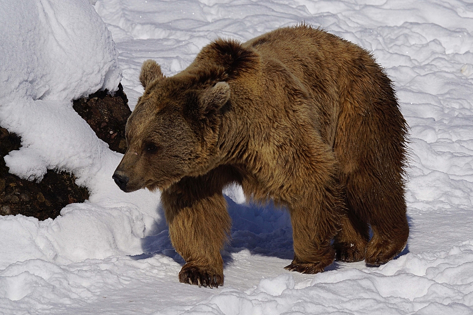 Syrischer Br (Wildpark Goldau, 10.02.2015)