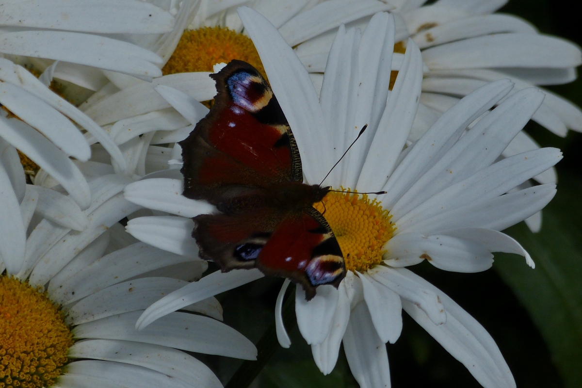 Tagpfauenauge auf einer Margeritenblte im Garten.  20.07.2020