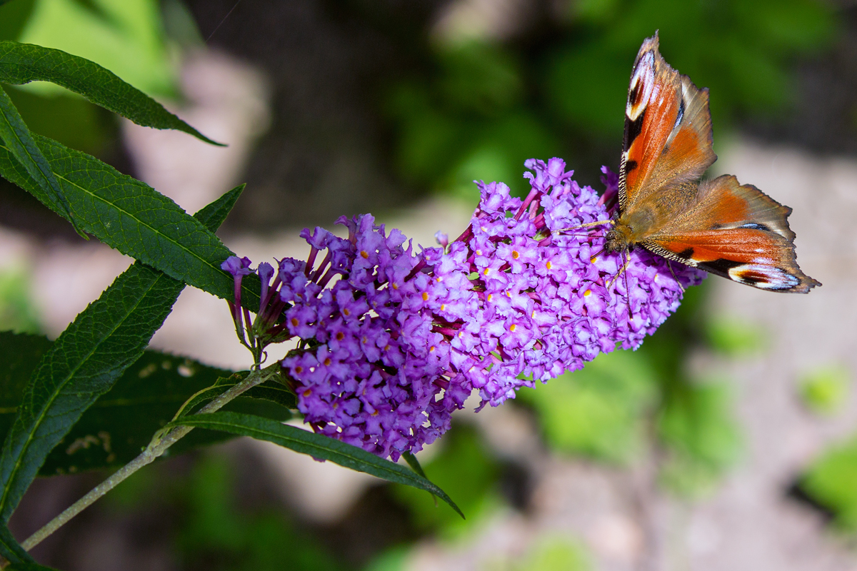 Tagpfauenauge auf Sommerflieder bei der Nahrungsaufnahme. - 15.08.2016