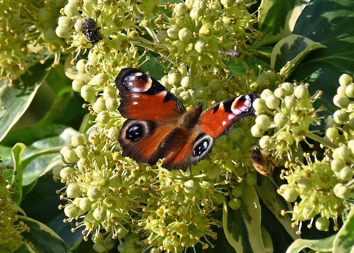 Tagpfauenauge im Garten - 07.10.2021