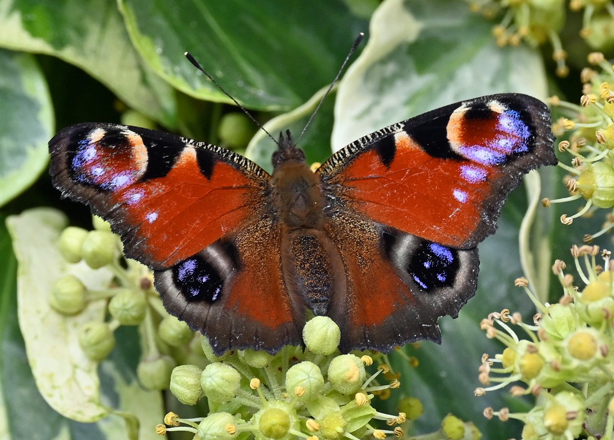 Tagpfauenauge im Garten - 08.10.2021