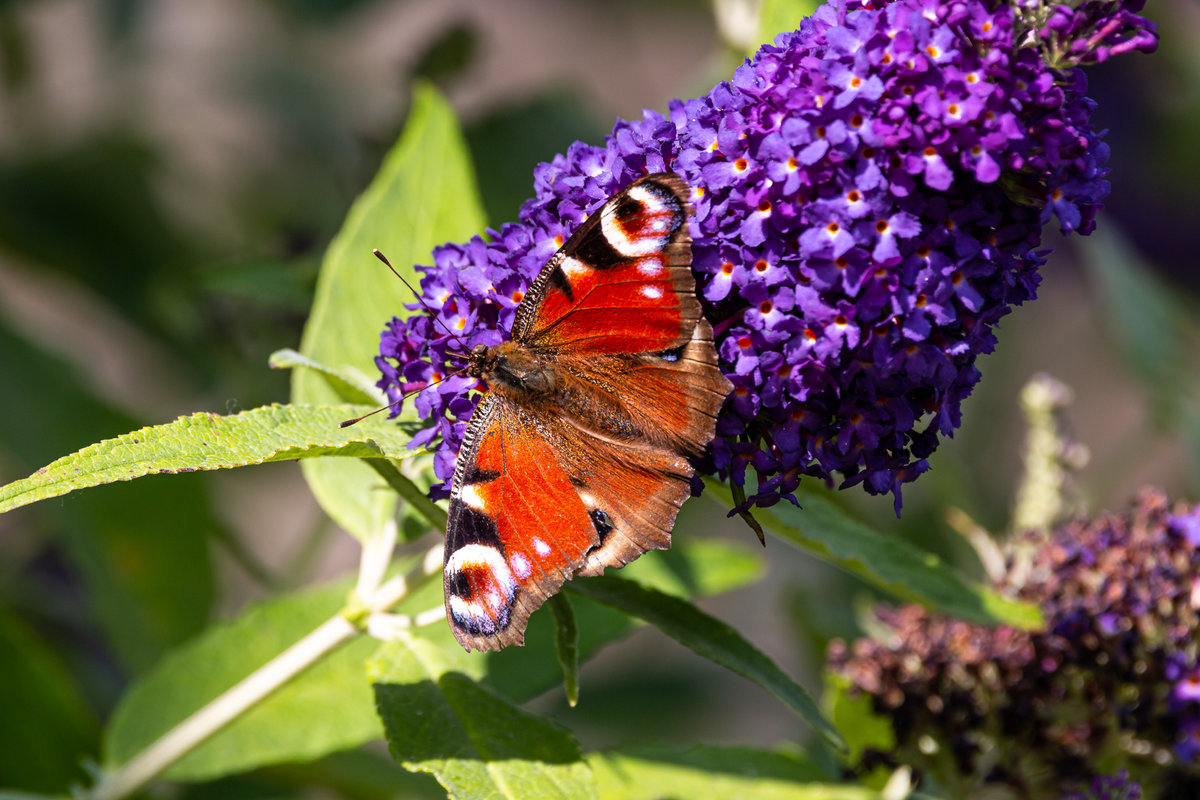 Tagpfauenauge im Garten. 19.07.2020