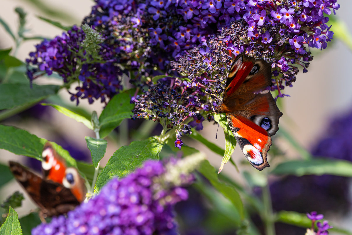 Tagpfauenauge im Garten. 19.07.2020