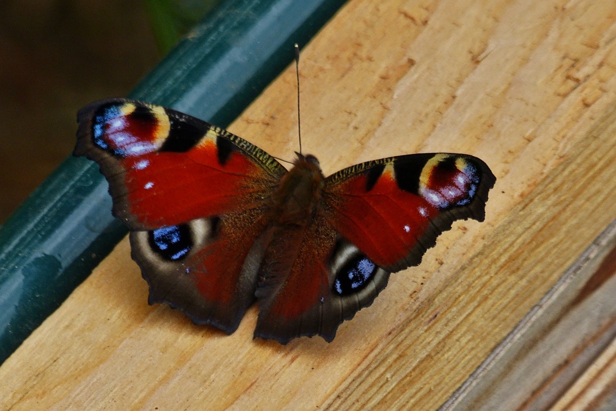 Tagpfauenauge in unserem Garten. 07.2022
