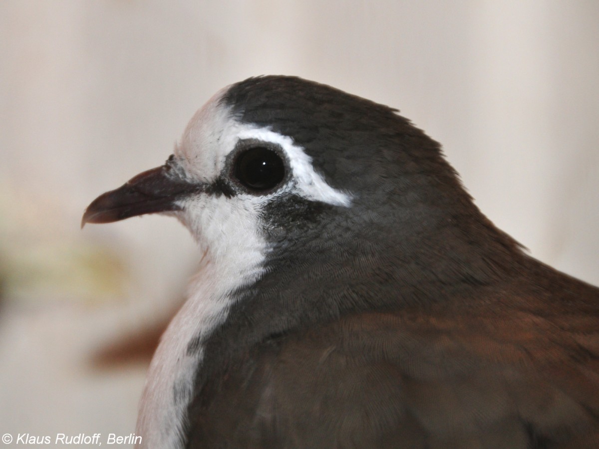 Tamburintubchen (Turtur tympanistria) auf der Landesvogelschau Recklinghausen (Januar 2014).