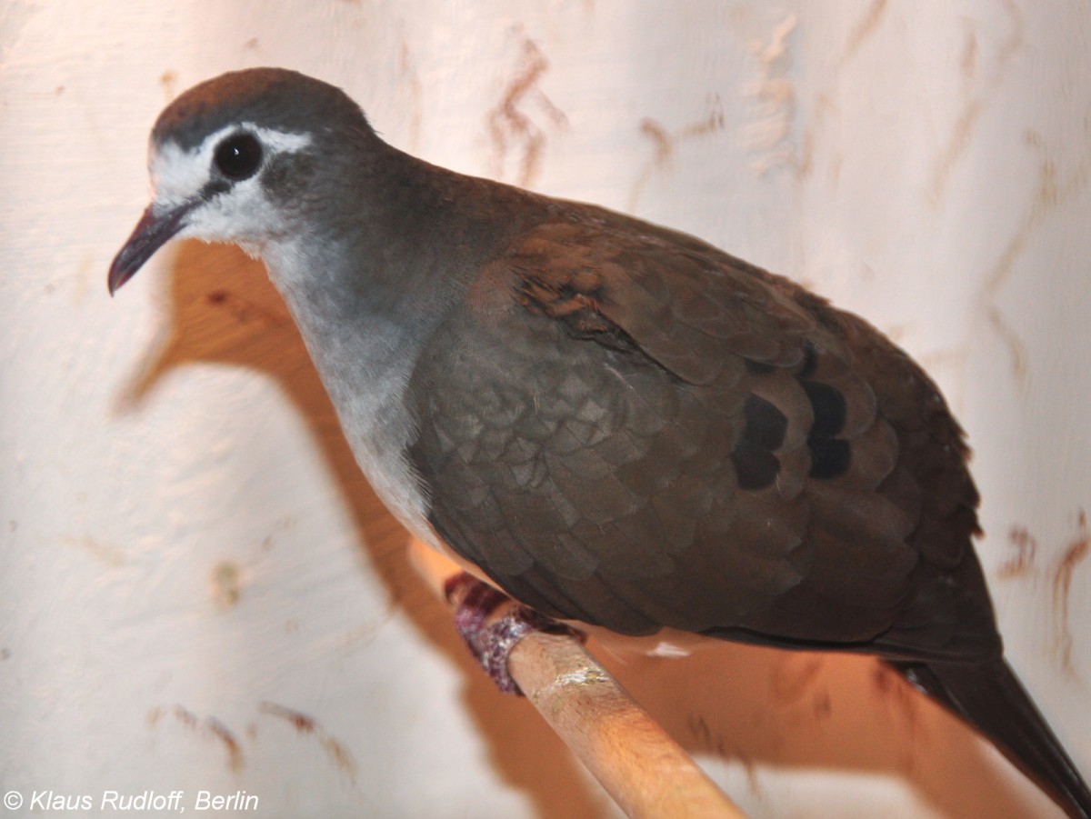 Tamburintubchen (Turtur tympanistria) auf der Landesvogelschau Recklinghausen (Januar 2014).