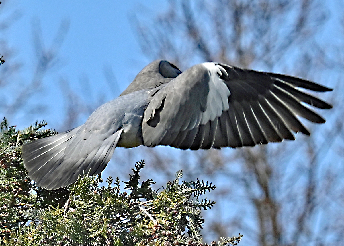 Taube beim Abflug vom Nistbaum - 15.04.2021