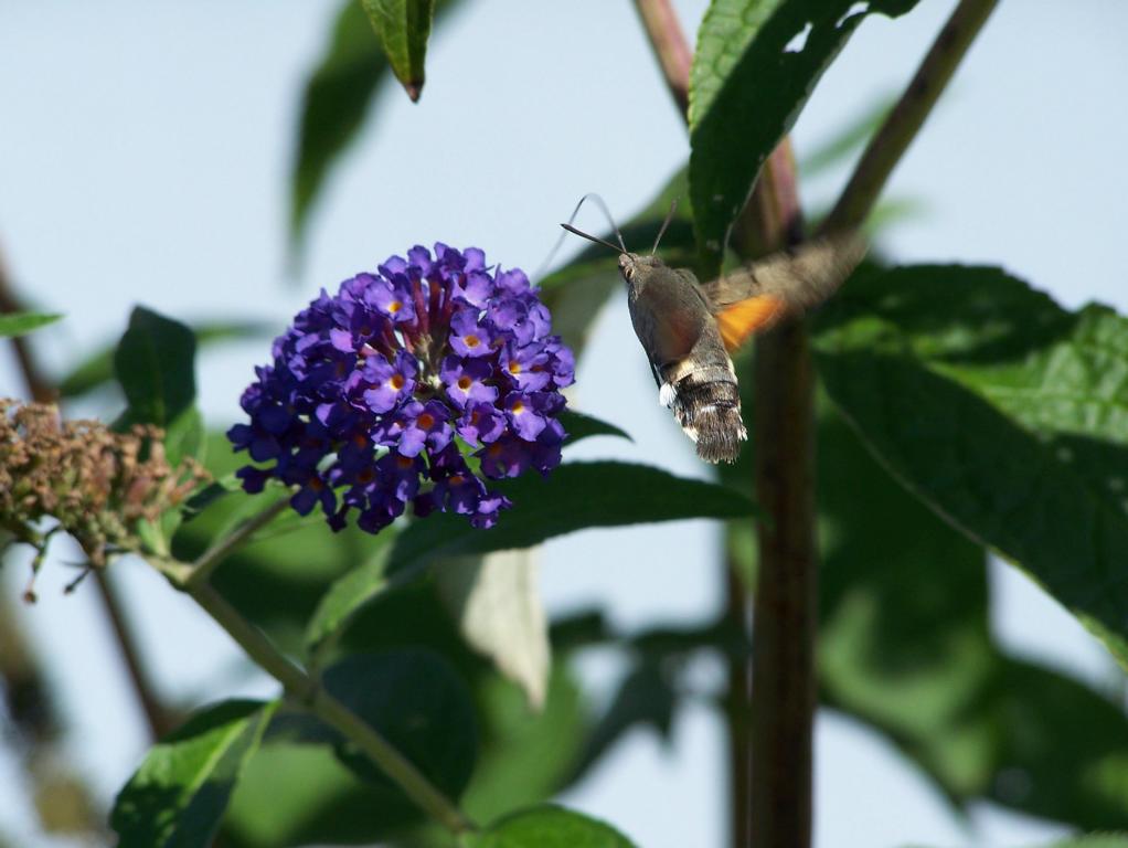 Taubenschwnzchen (Macroglossum stellatarum), aufgenommen am 01.09.2010