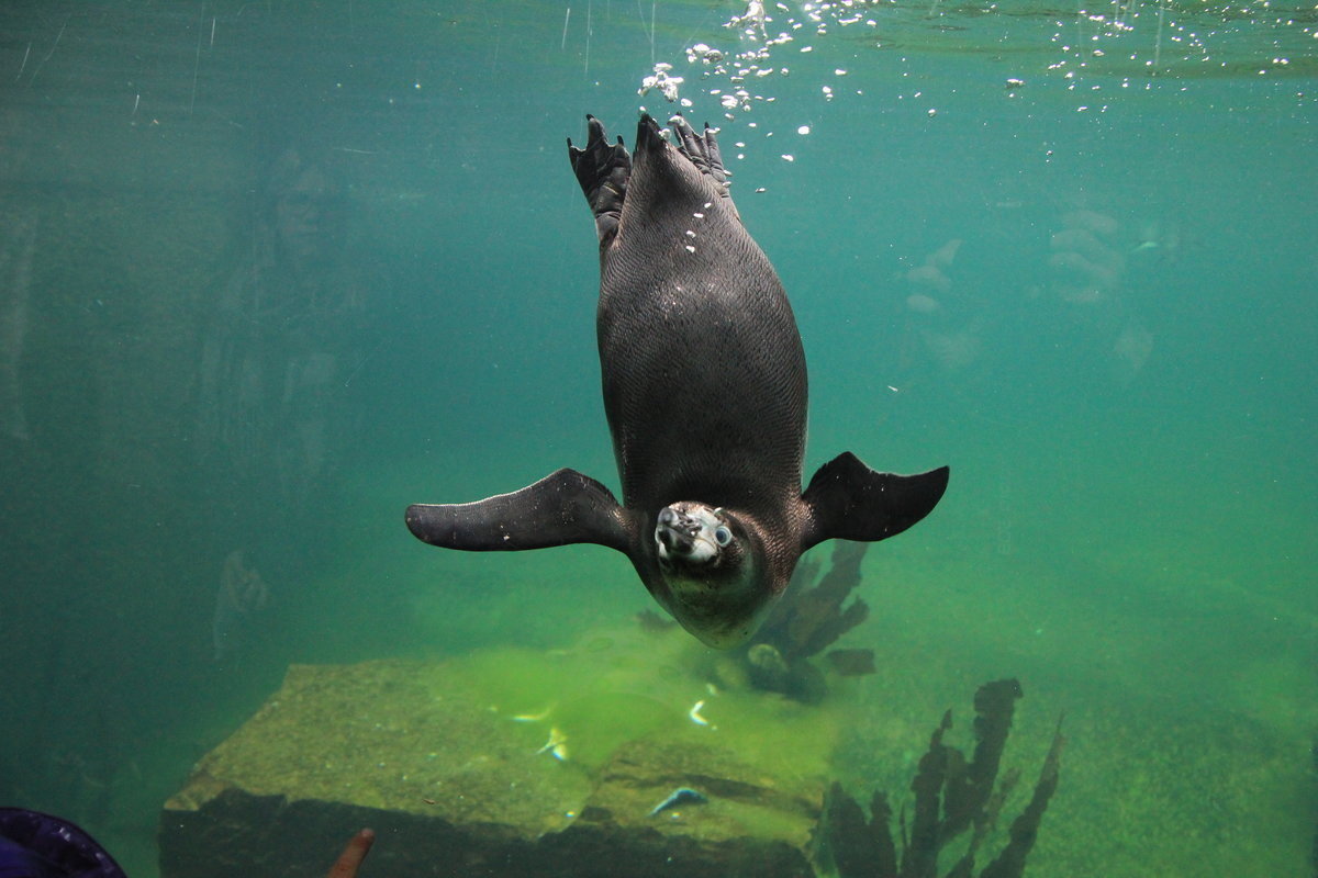 Tauchender Humboldtpinguin am 23.04.2016 im Tiergarten Nrnberg. 