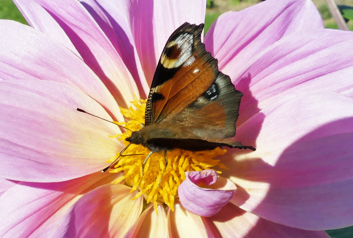 Taupfauenauge auf Blte im Garten - 15.10.2017