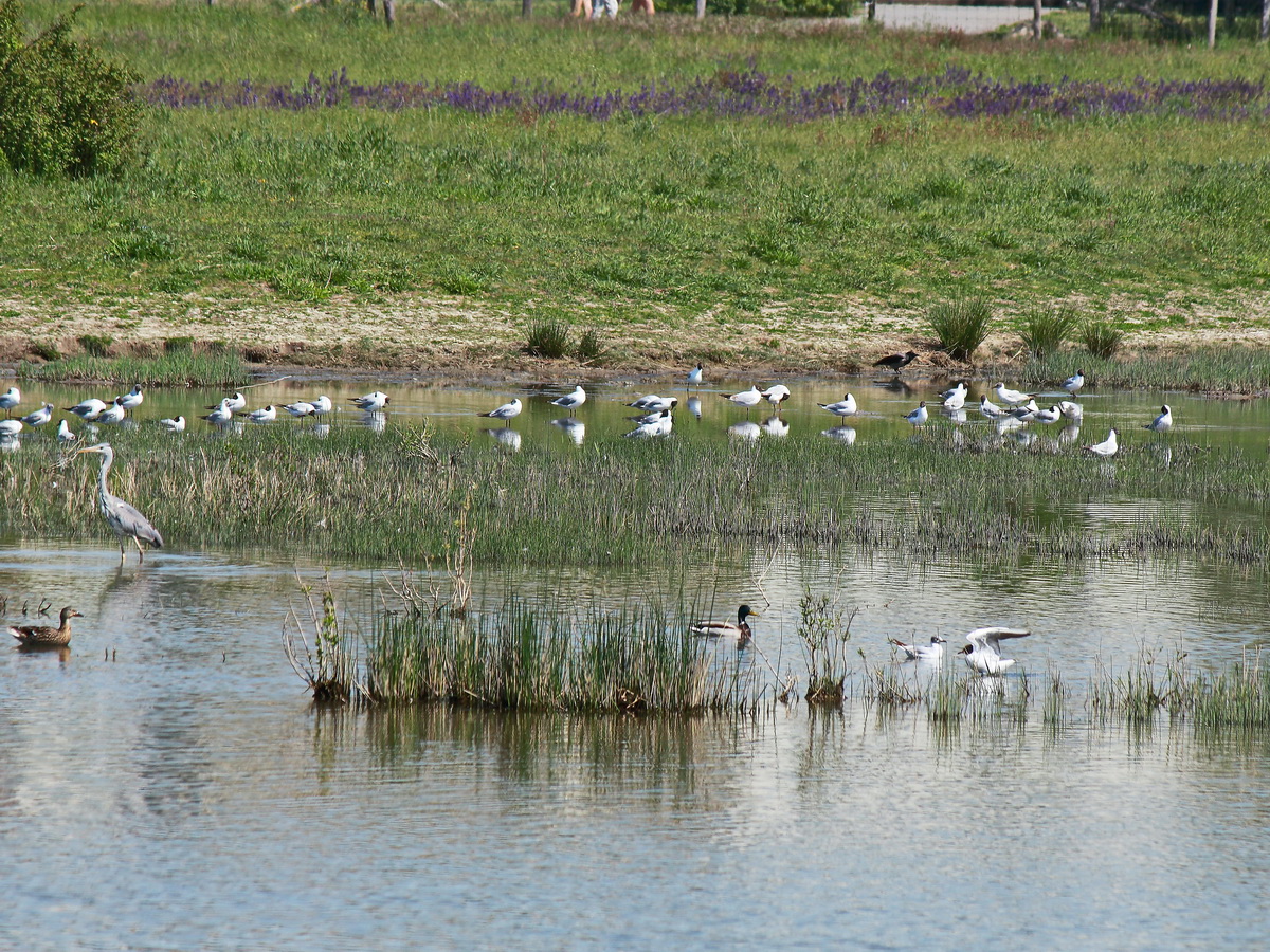 Teich mit Schilf und vielen Vgeln am Berliner Mauerweg im Landschaftspark Rudow-Altglienicke am 21. Mai 2020.