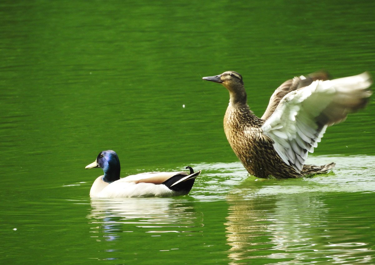 TEICHENTEN-PRCHEN IN DIERDORF
hier fhlt man sich wohl,zeigt dieses Entenprchen am 12.6.2016 auf dem
Schlosspark-Weiher in DIERDORF/KREIS NEUWIED recht deutlich.....