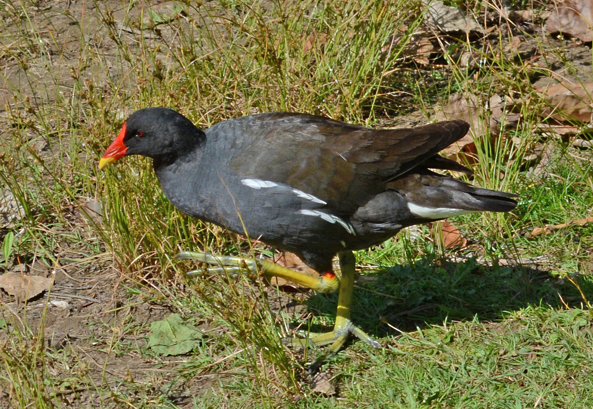 Teichhuhn im Freizeitpark Rheinbach - 31.07.2015