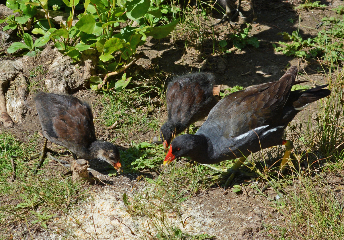 Teichhuhn mit Jungtieren im Freizeitpark Rheinbach - 31.07.2015