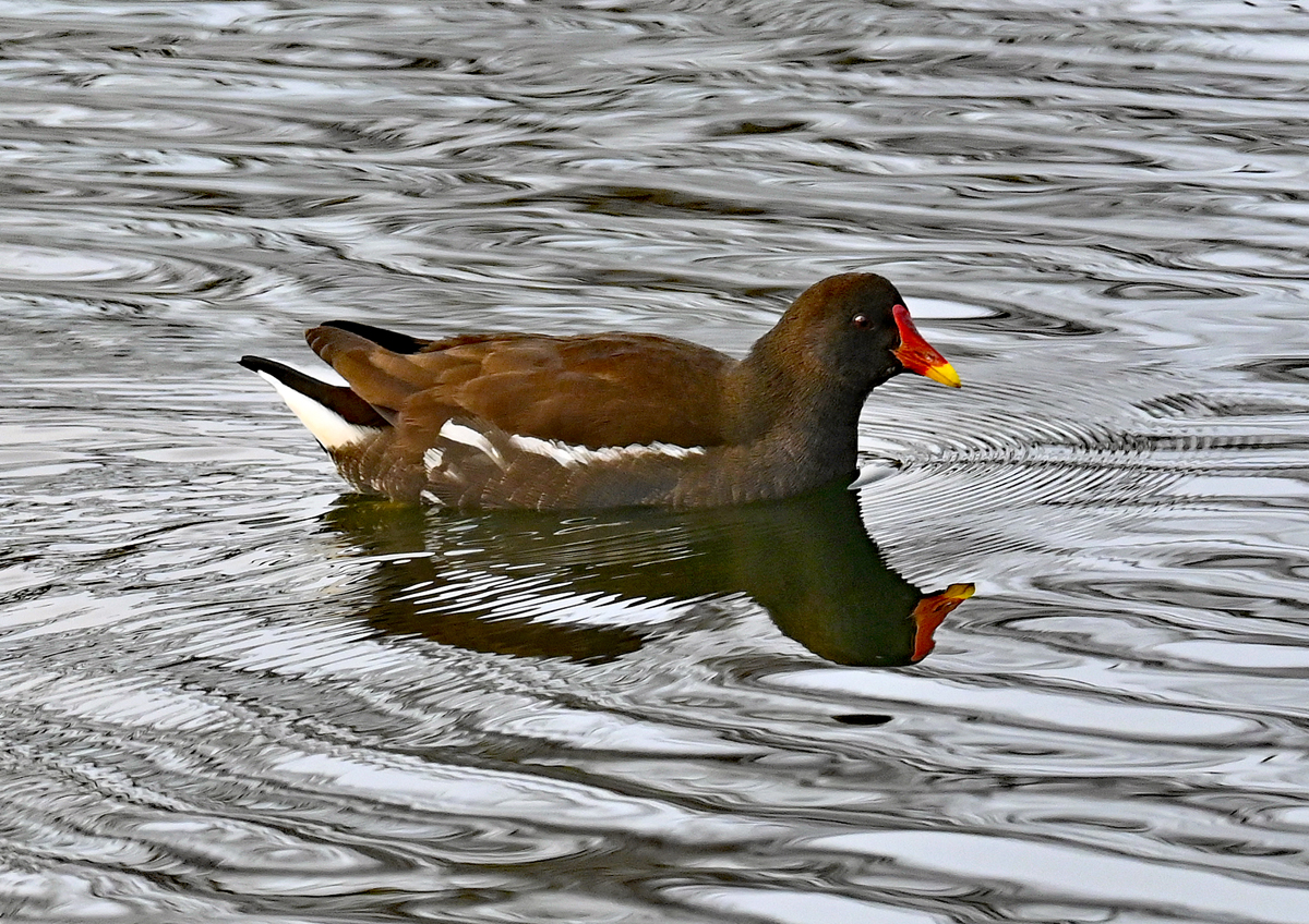 Teichhuhn im Teich des Rheinbacher Freizeitparks. 15.01.2022